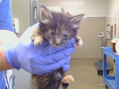 A927121 - Domestic Medium Hair available for adoption