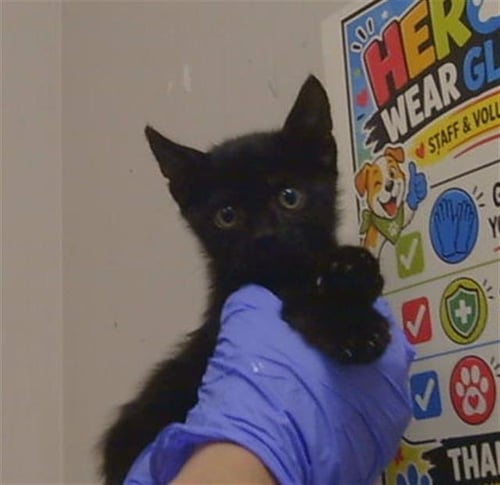 A923909 - Domestic Short Hair available for adoption