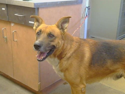 *DOODLE BEAR - German Shepherd Dog available for adoption