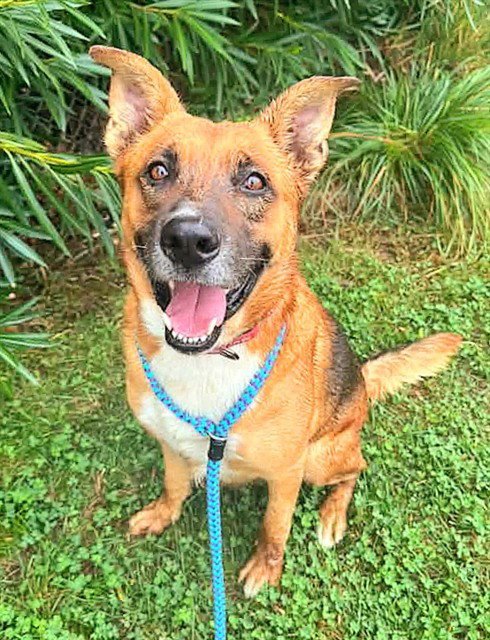 *DOODLE BEAR - German Shepherd Dog available for adoption