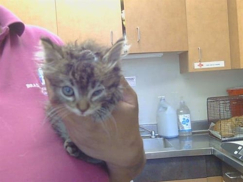 A922167 - Domestic Medium Hair available for adoption