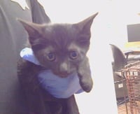 A929501 - Photo 1