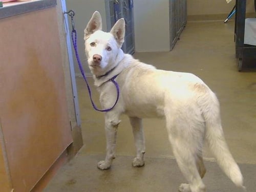*FERGUS - Husky available for adoption