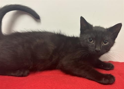 SAMPSON - Domestic Short Hair available for adoption