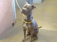 SHILOH - Photo 1