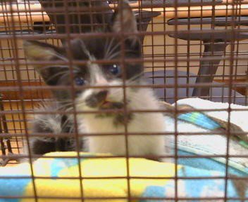 *BANDIT - Domestic Short Hair available for adoption