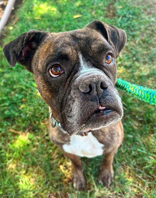 ALICE - Boxer available for adoption