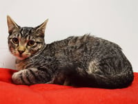*VICTOR - Photo 1