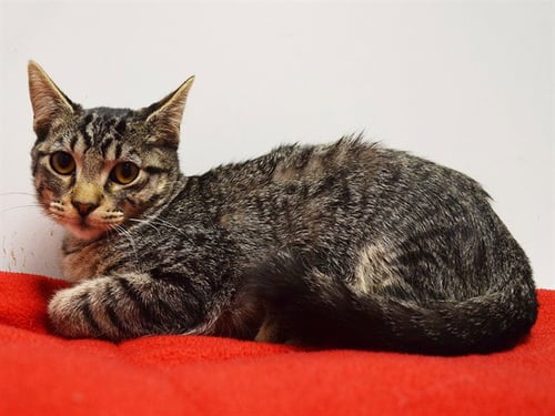 *VICTOR - Domestic Short Hair available for adoption