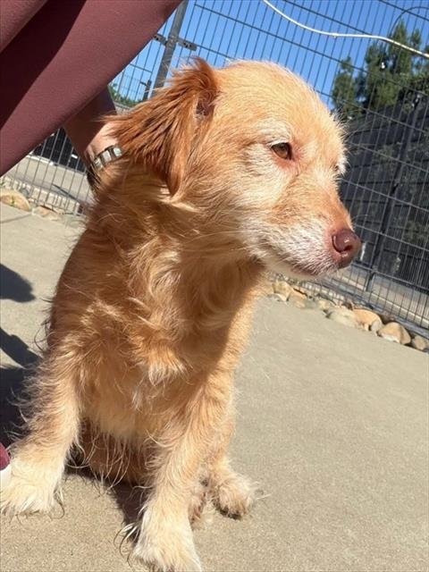 CHILI - Chihuahua / Poodle (Miniature) available for adoption