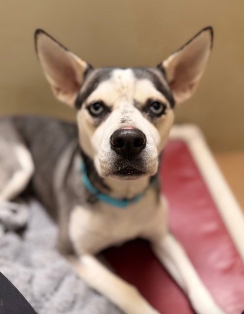 *ABIGAIL - Siberian Husky / Pit Bull Terrier available for adoption