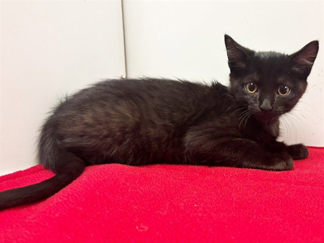 BINX Image