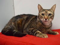 CALLIE - Photo 1