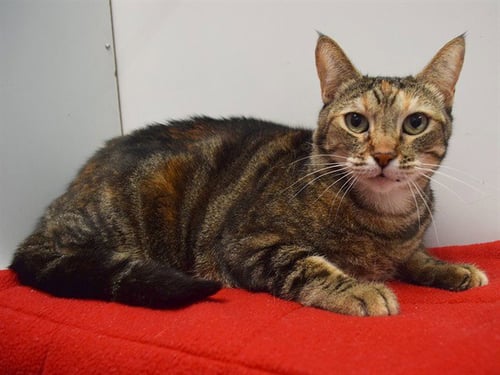 CALLIE - Domestic Short Hair available for adoption