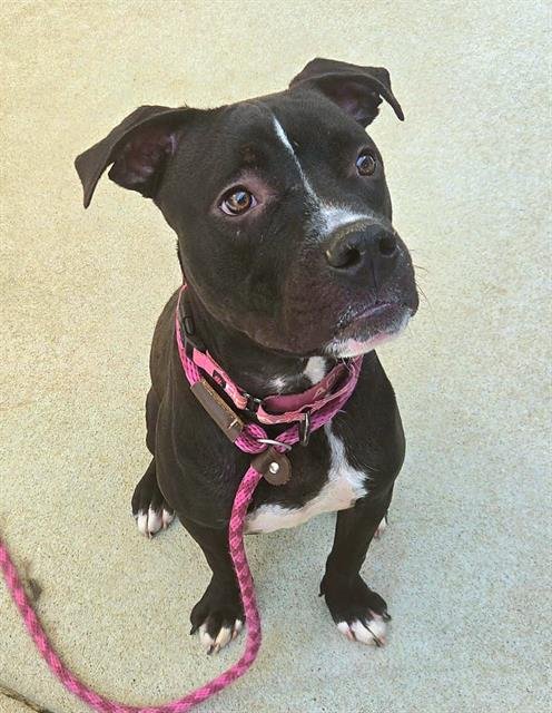 VALENTINO TINO - Pit Bull Terrier / Boxer available for adoption