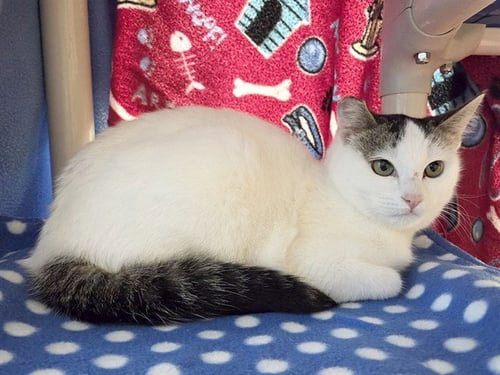 *SHEENA (GARDEN CAT) - Domestic Short Hair available for adoption