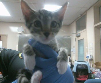*KAILANI - Domestic Short Hair for adoption in Elk Grove