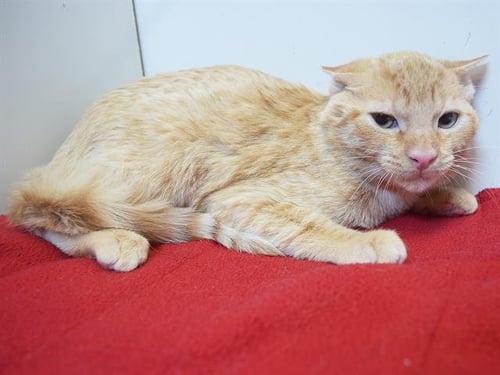 *TARZAN - Domestic Short Hair available for adoption