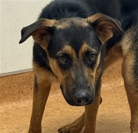 BUDDY - Photo 1