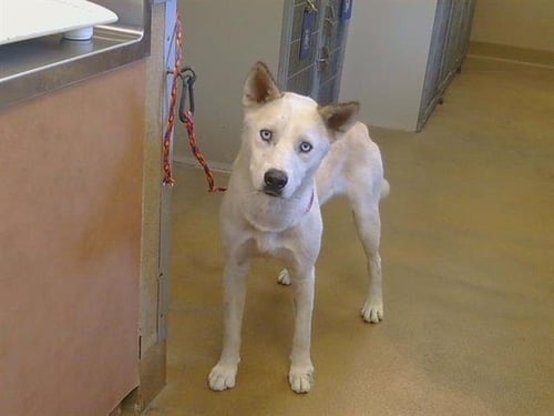 DANNY - Husky available for adoption