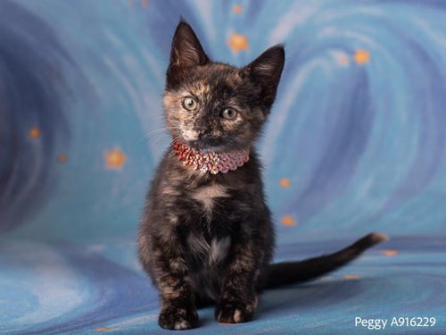 PEGGY - Domestic Short Hair available for adoption