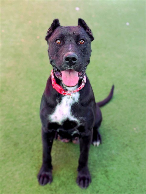 *LOVEGOOD - Cane Corso Mastiff / Pit Bull Terrier available for adoption