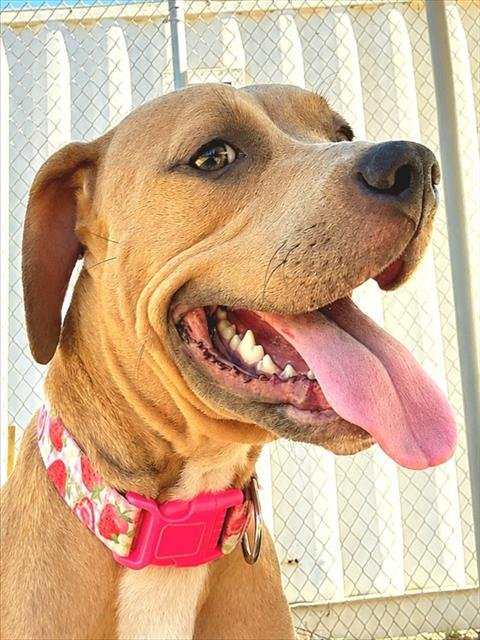 *POPPLE - Pit Bull Terrier available for adoption