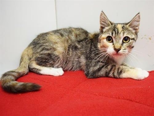 A928472 - Domestic Short Hair available for adoption