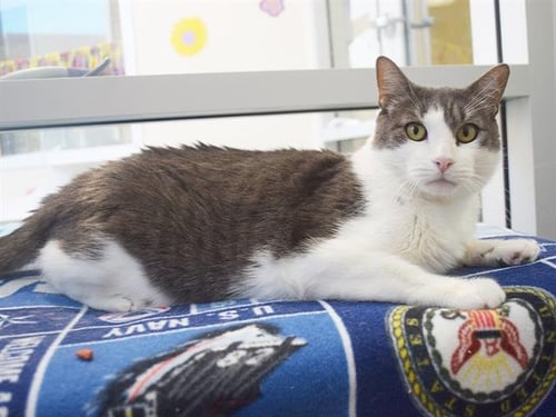 *WILSON - Domestic Short Hair available for adoption