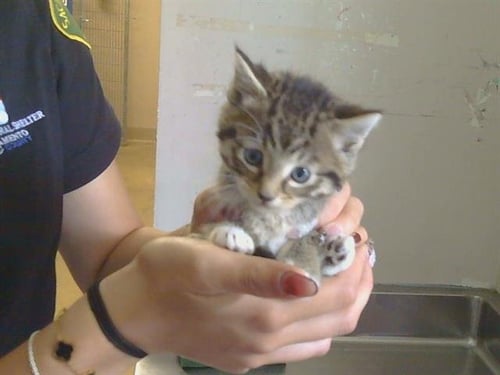 *HAROLD - Domestic Short Hair available for adoption