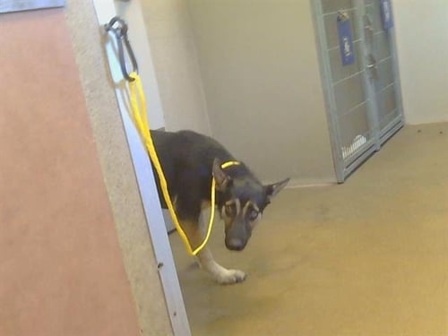 *ASUKA - German Shepherd Dog available for adoption