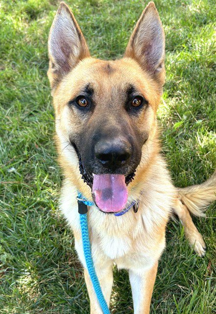 TOMATO - German Shepherd Dog available for adoption