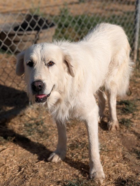 *EVEREST - Great Pyrenees available for adoption
