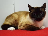 MOOSKA - Photo 1