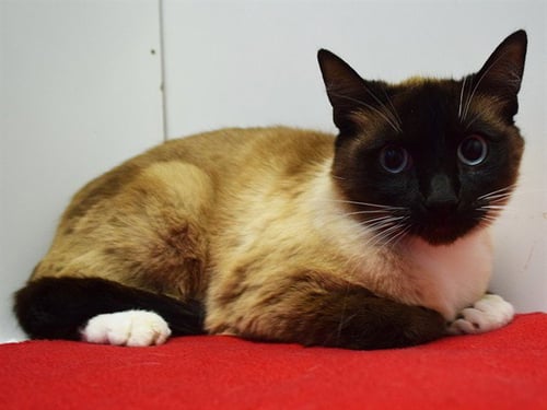 MOOSKA - Snowshoe available for adoption