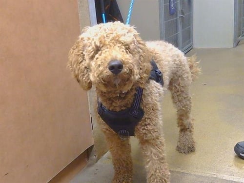 A930697 - Poodle (Miniature) / Golden Retriever available for adoption