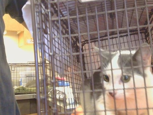 A930051 - Domestic Short Hair available for adoption