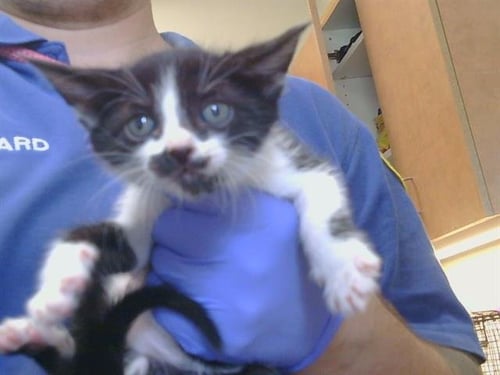 A927137 - Domestic Short Hair available for adoption