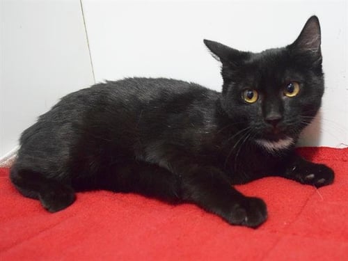 *SIOBAHN - Domestic Short Hair available for adoption