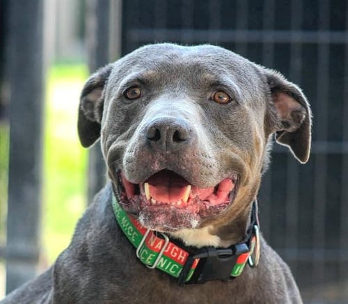 GUNTER - Pit Bull Terrier available for adoption