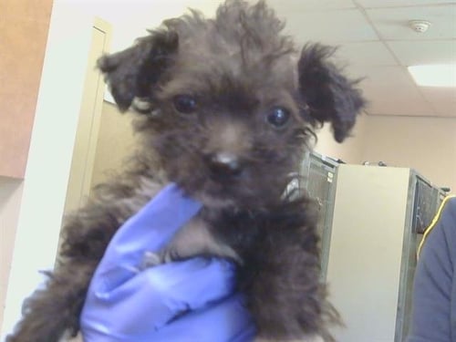 MILLIE MAY - Poodle (Miniature) for adoption in Roseville