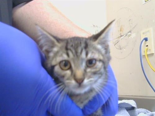 *CHERRY - Domestic Short Hair available for adoption