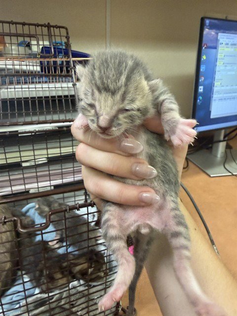 A921949 - Domestic Short Hair available for adoption