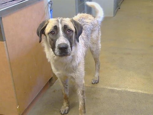 A928056 - Anatolian Shepherd available for adoption