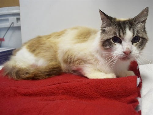 ANGEL - Domestic Medium Hair available for adoption