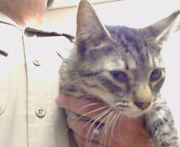 *MIMI - Domestic Short Hair for adoption in Elk Grove