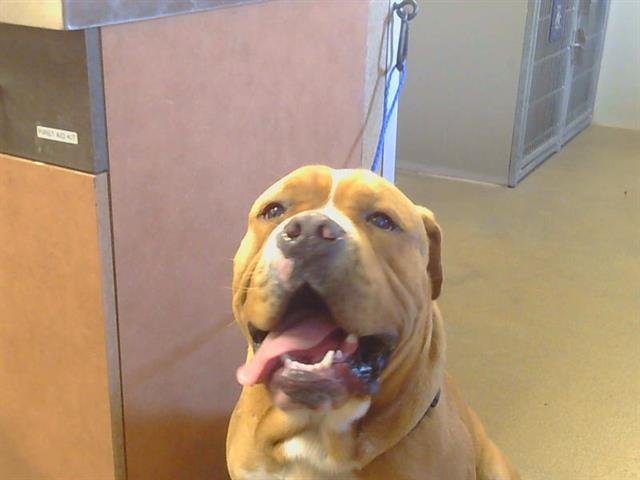 *BOBO - Pit Bull Terrier / Presa Canario available for adoption