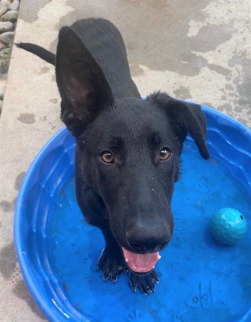 *HANZ - German Shepherd Dog available for adoption