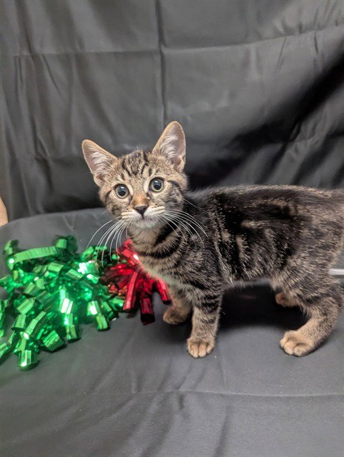 A919766 - Domestic Short Hair available for adoption
