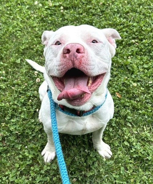 *STEFAN - Pit Bull Terrier for adoption in Elk Grove